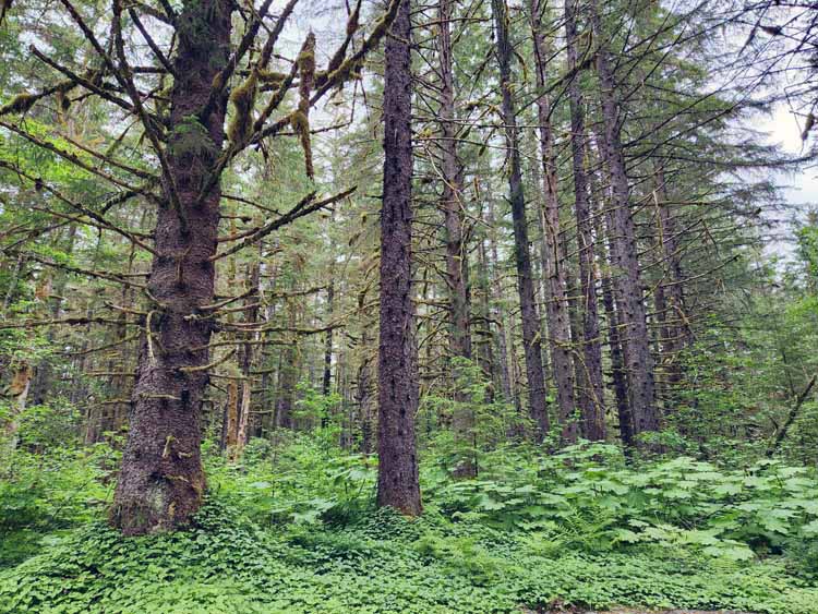 forest